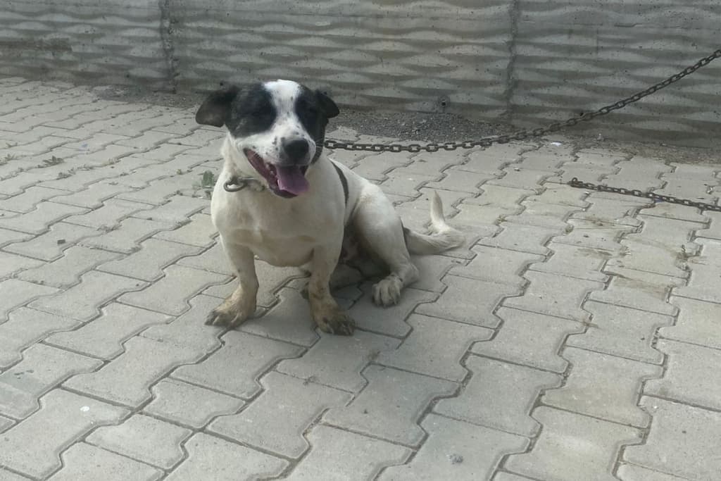 Ninja Melez Köpek, Akşehir