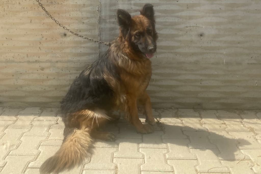 Haydut Melez Köpek, Akşehir