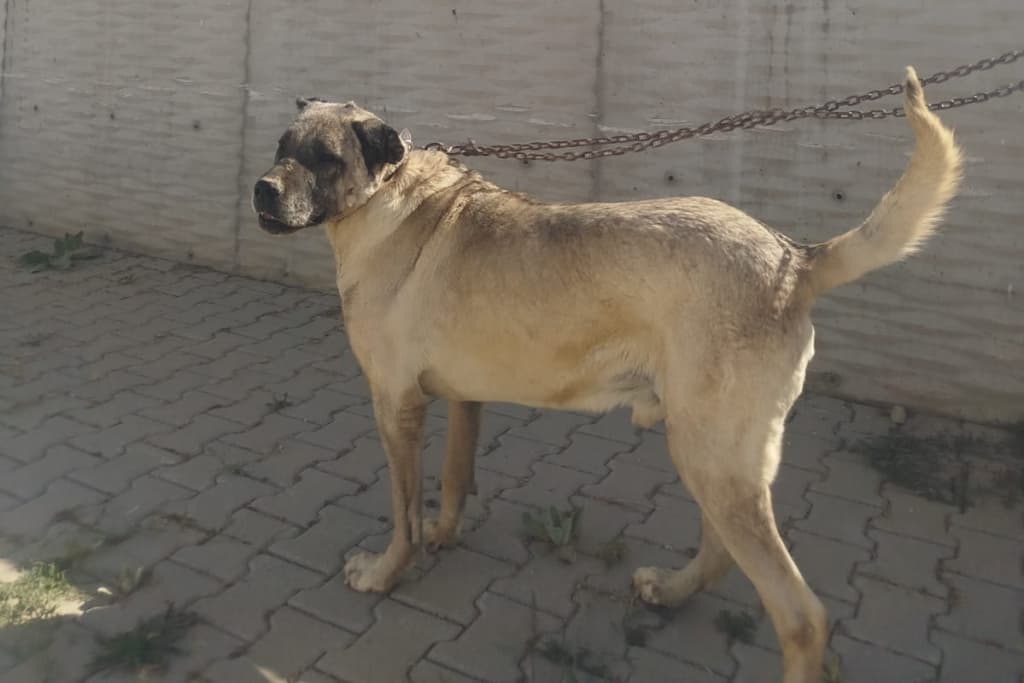 Herif Kangal Köpek, Akşehir