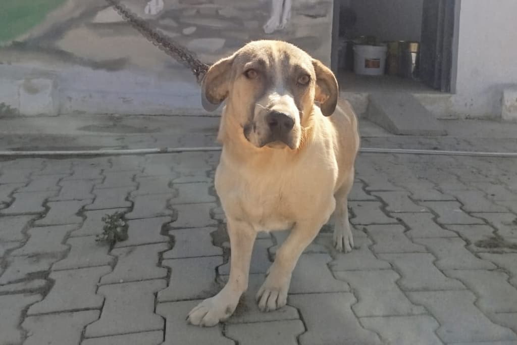 Mutlu Melez Köpek, Akşehir
