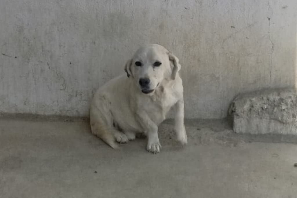 Karbeyaz Kısa Bacak Köpek, Akşehir