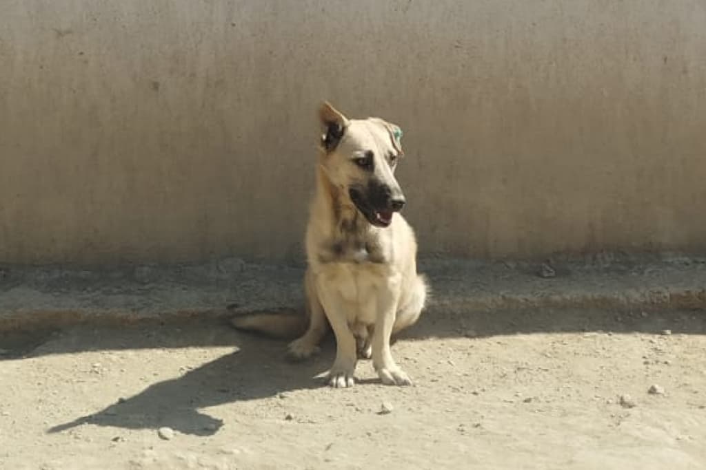 Kırık Kulak Melez Köpek, Akşehir