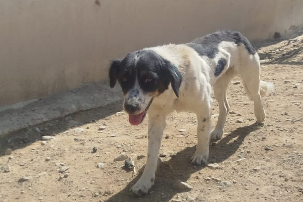 Benek Melez Köpek, Akşehir