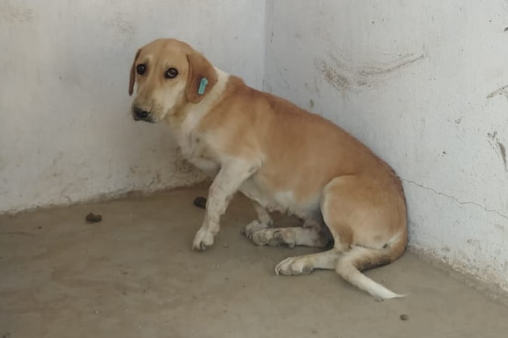 Buğday Melez Köpek, Akşehir
