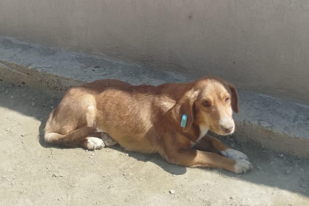 Arpa Melez Köpek, Akşehir