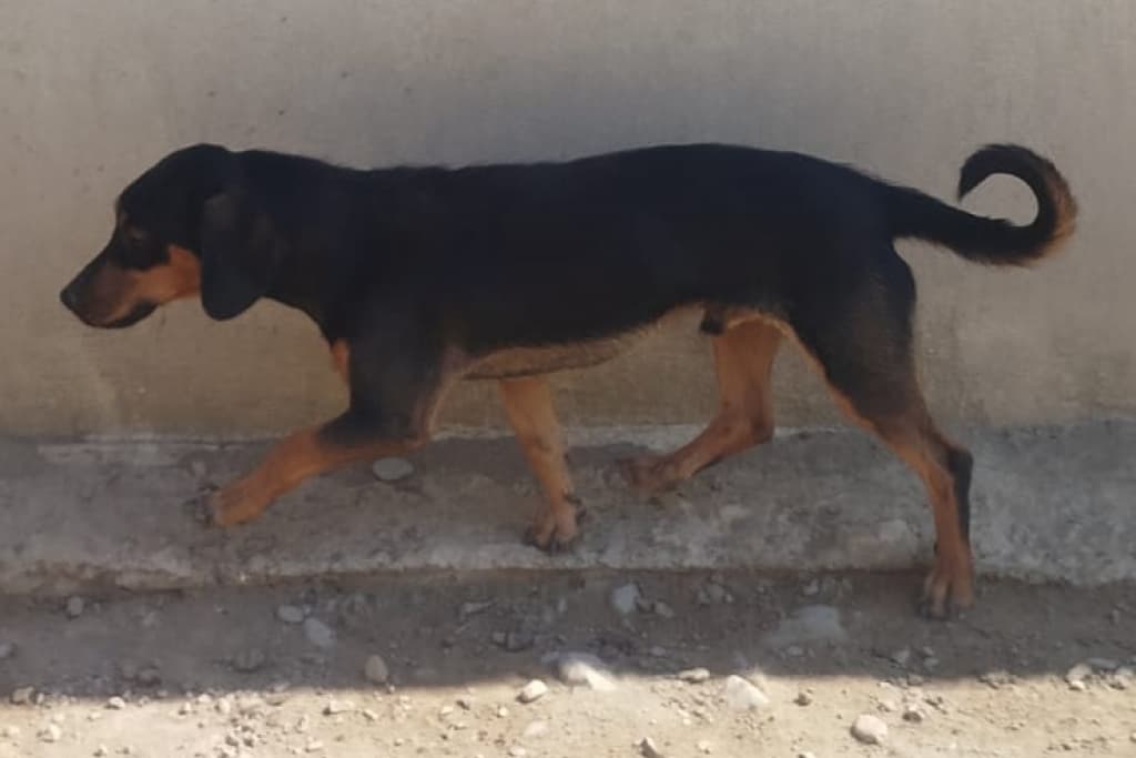 Karaca Melez Köpek, Akşehir