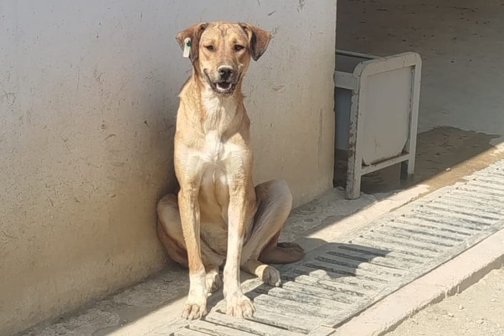Kraliçe Melez Köpek, Akşehir