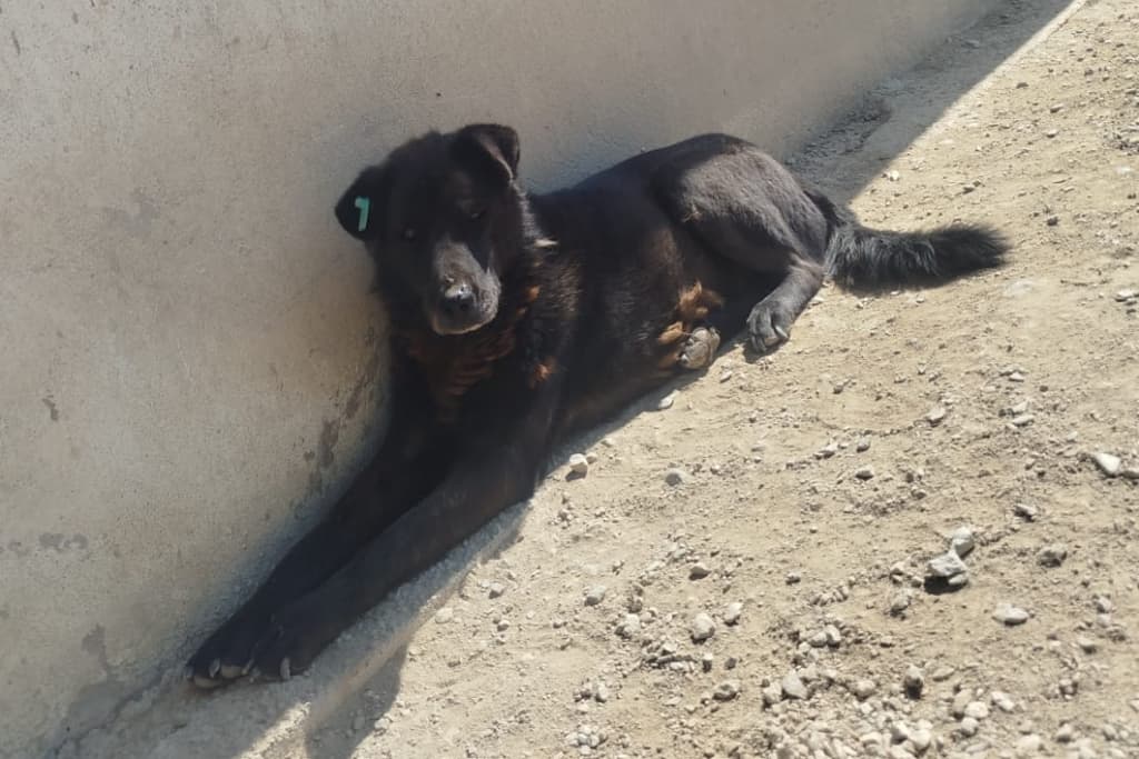 Kömür Melez Köpek, Akşehir