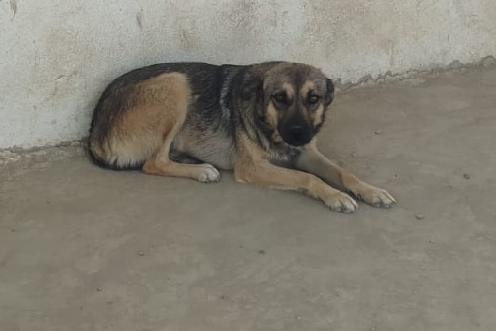 Nazlı Melez Köpek, Akşehir