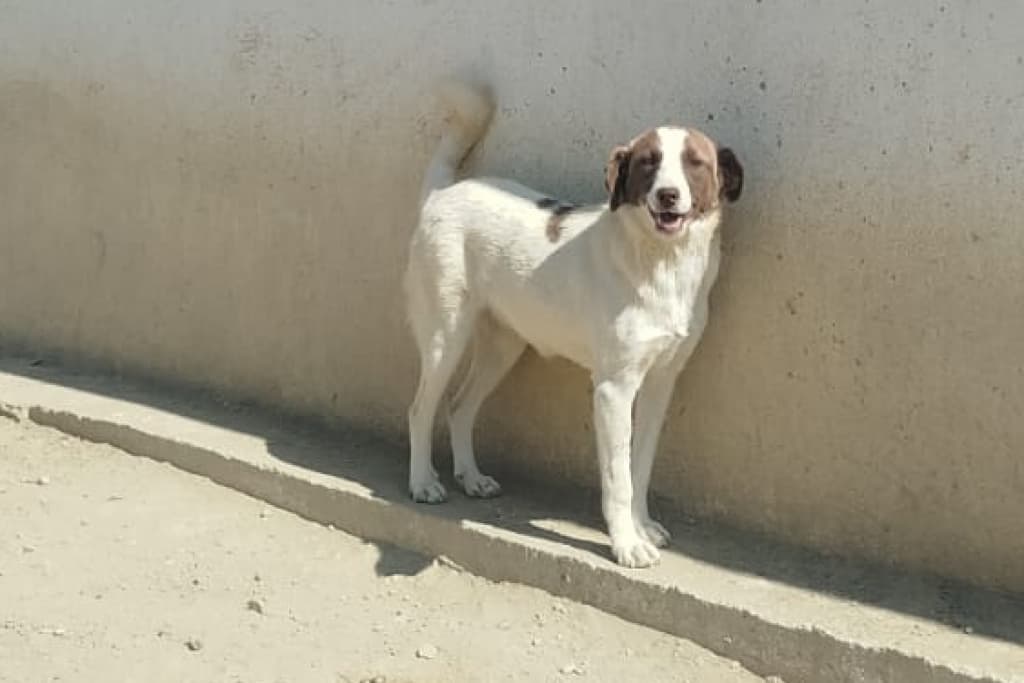 Maskeli Melez Köpek, Akşehir
