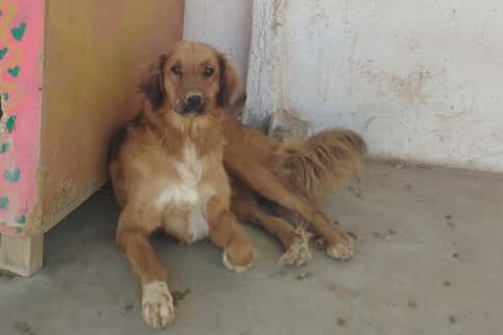 Sarı Melez Köpek, Akşehir
