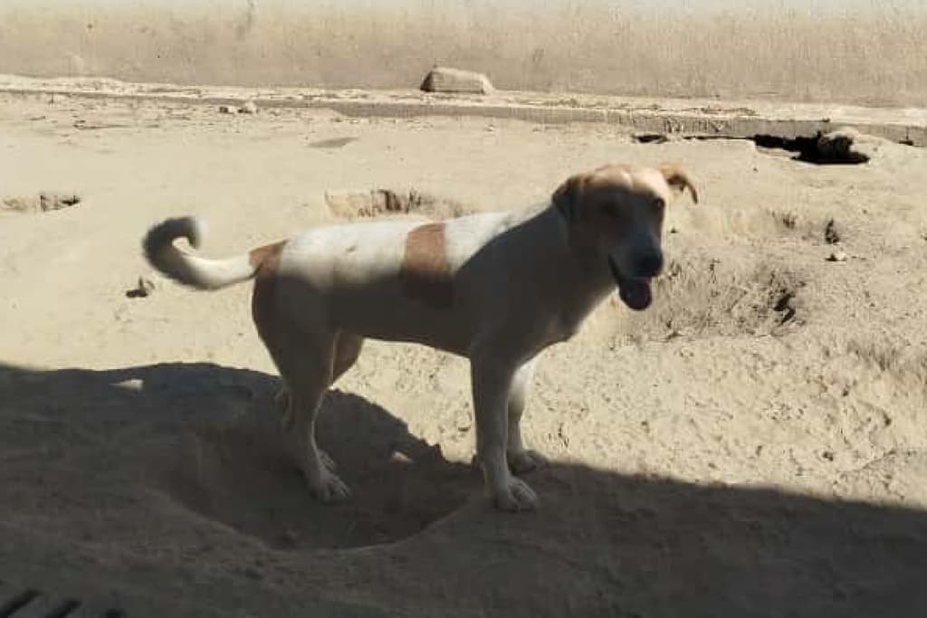Bacaksız Melez Köpek, Akşehir