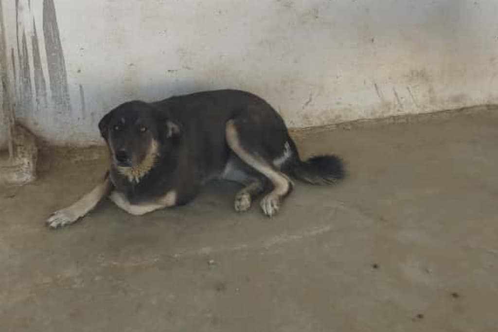 Karam Melez Köpek, Akşehir