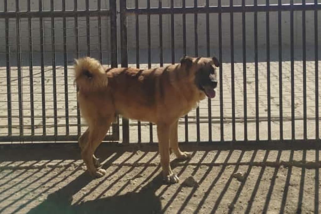 Kürklü Melez Köpek, Akşehir