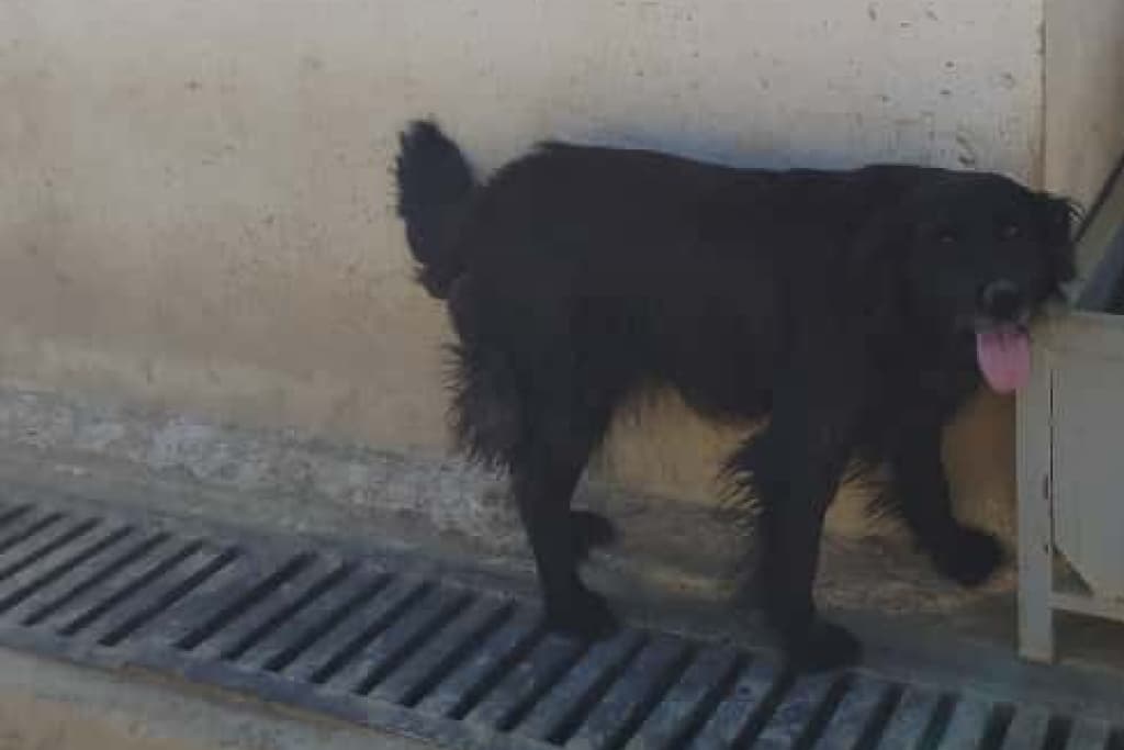 Zeytin Melez Köpek, Akşehir