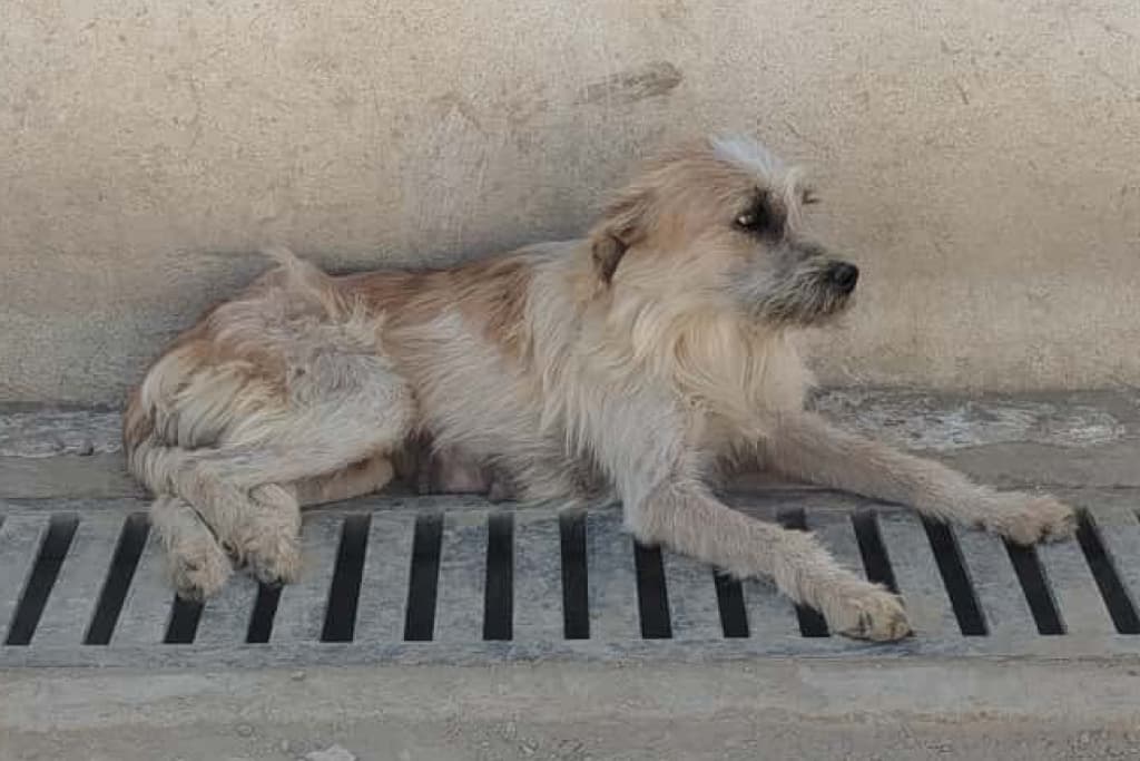 Aykız Melez Köpek, Akşehir