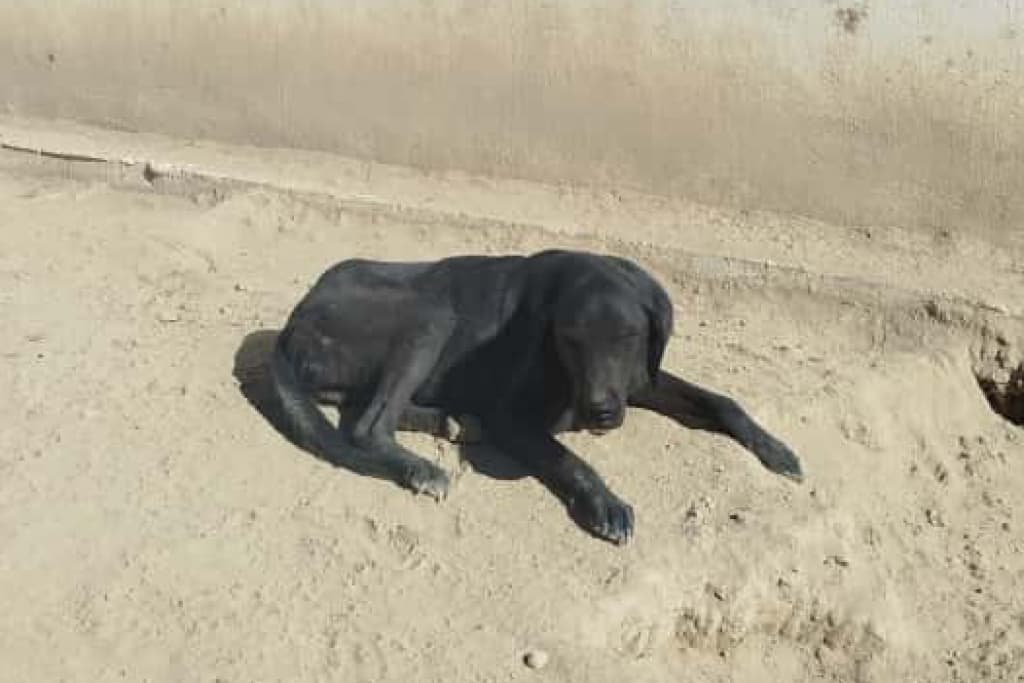 Esmer Melez Köpek, Akşehir