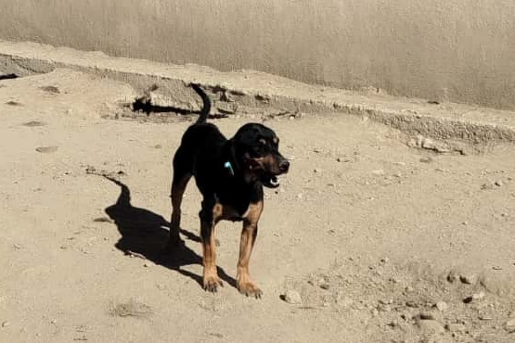 Flüt Melez Köpek, Akşehir