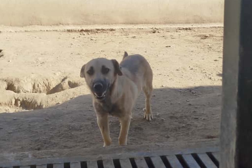 İribaş Melez Köpek, Akşehir