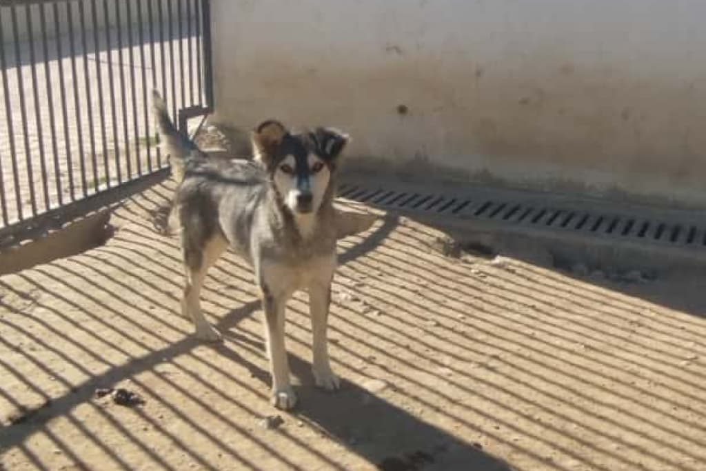 Ayaz Melez Köpek, Akşehir