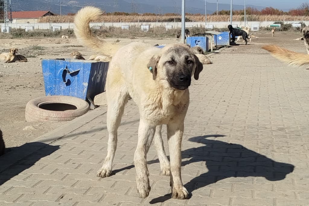 Küçük Melez Köpek, Akşehir