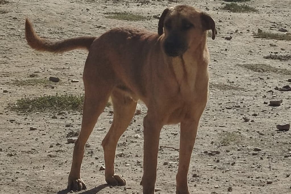 Arpa Melez Köpek, Akşehir