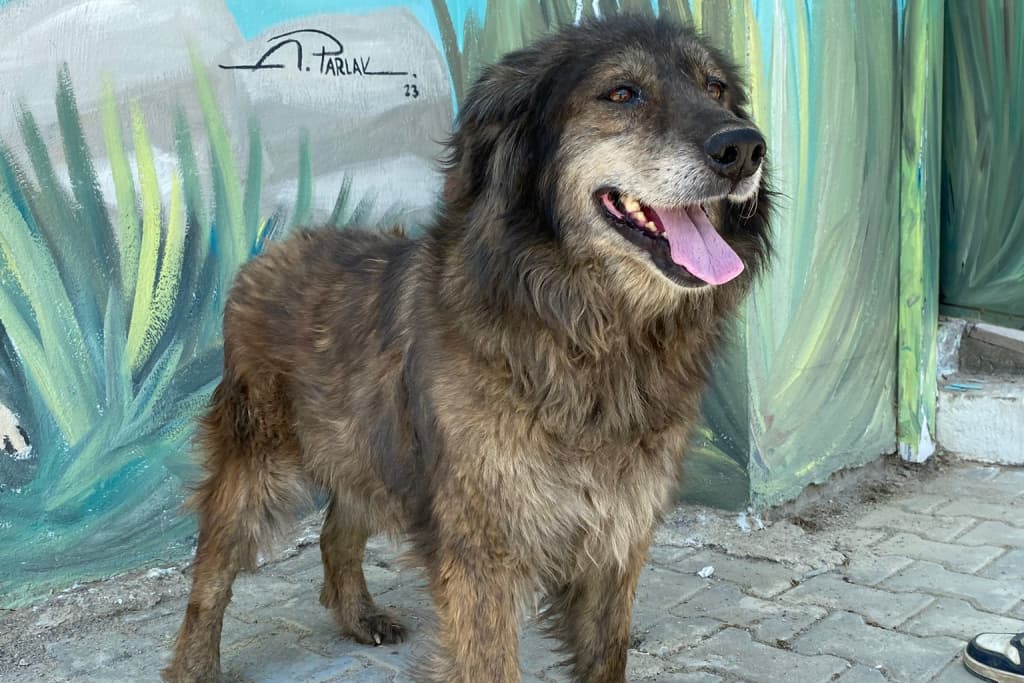 Tüylü Golden Retriever Köpek, Akşehir