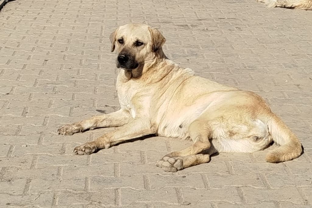 Buğday Melez Köpek, Akşehir
