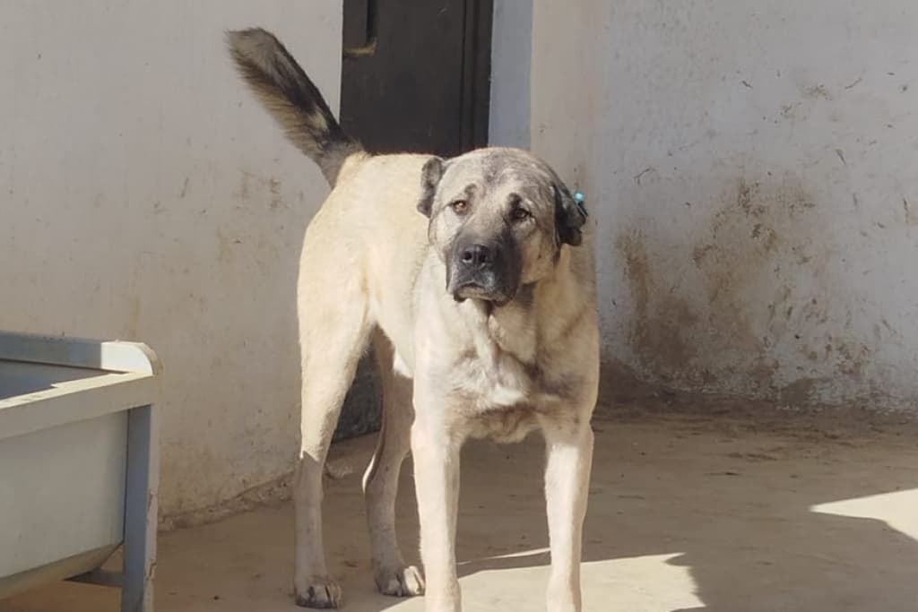 Dayı Melez Köpek, Akşehir
