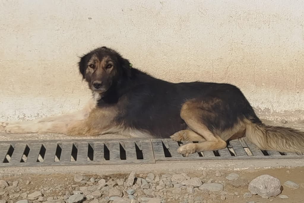 Kömür Melez Köpek, Akşehir