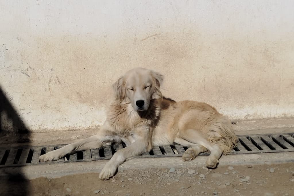 Yumuk Melez Köpek, Akşehir