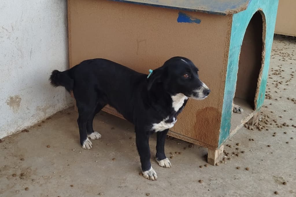 Karam Melez Köpek, Akşehir