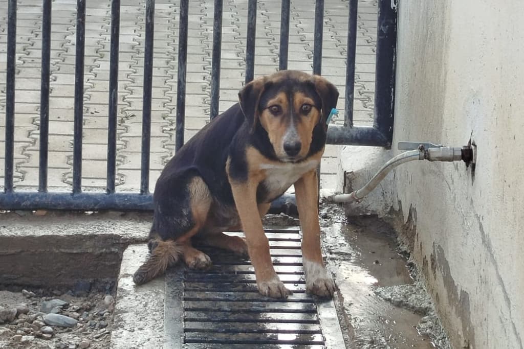 Mahsun Melez Köpek, Akşehir