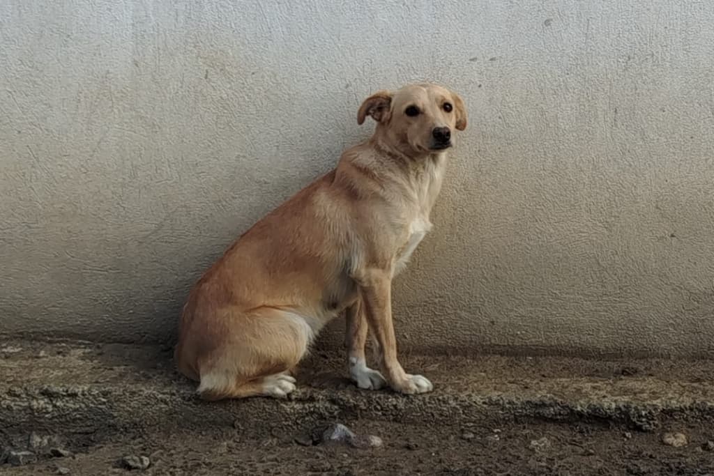 Şeftali Melez Köpek, Akşehir