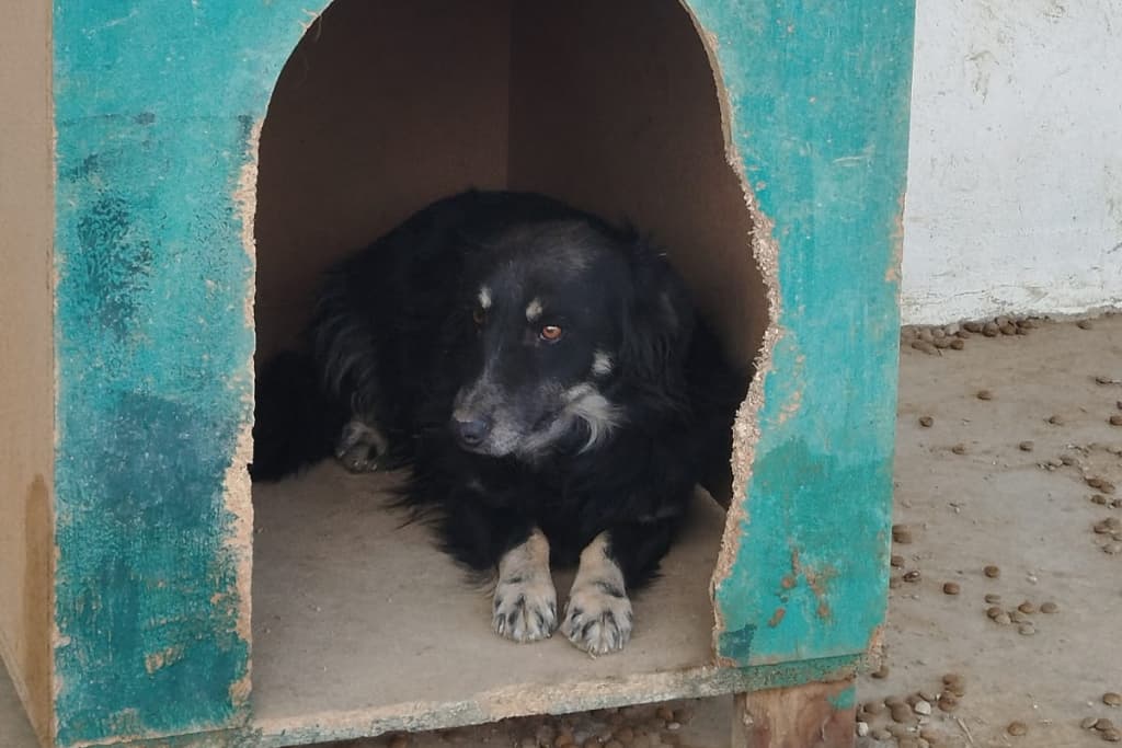 Erik Melez Köpek, Akşehir
