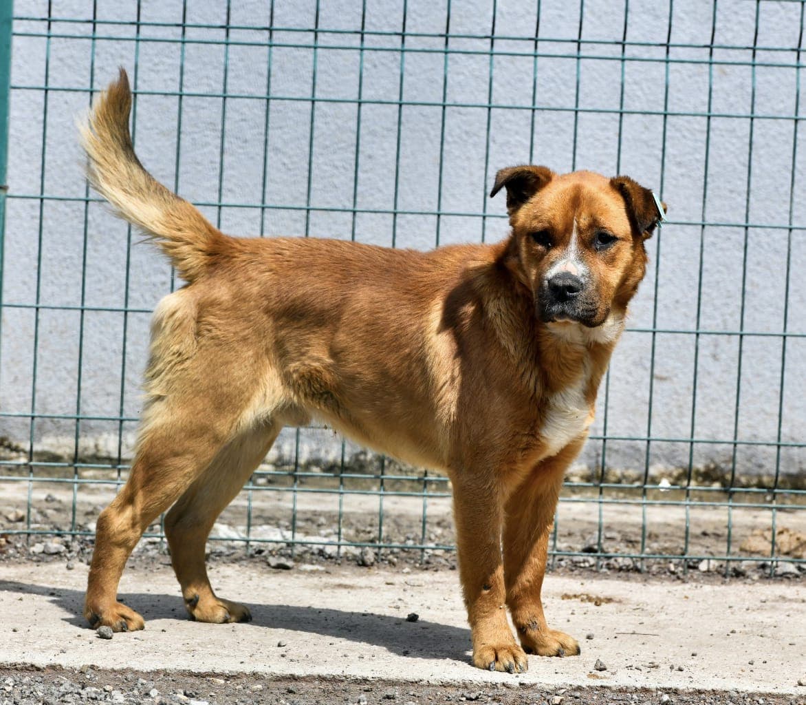 Kahve Melez Köpek, Ankara