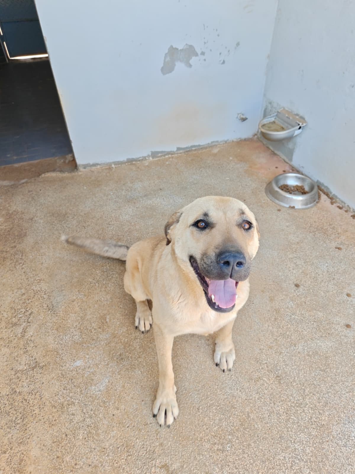 Antalya Melez Köpek Melez Köpek, Antalya