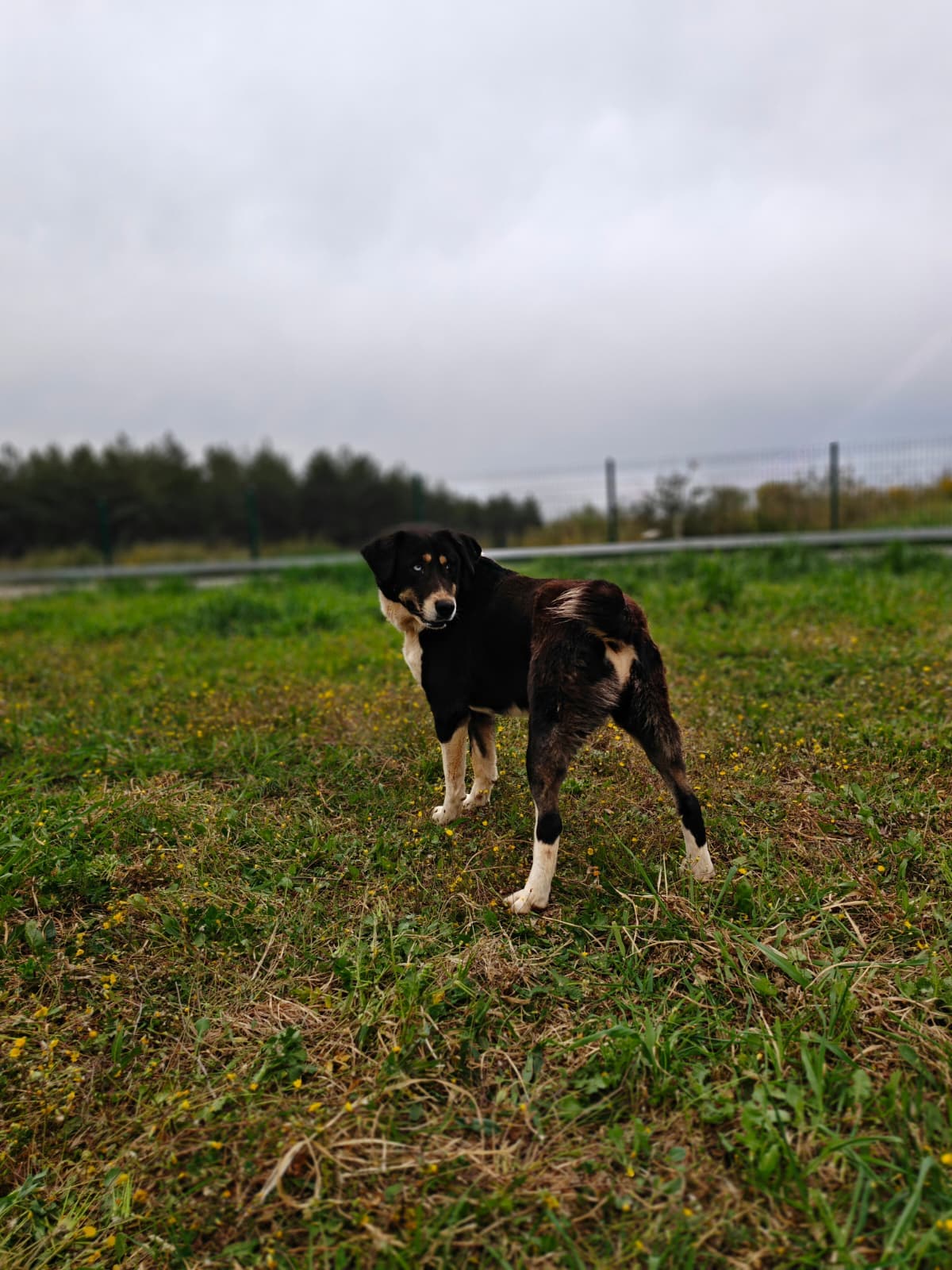 Antalya Kangal Köpek Kangal Köpek, Antalya