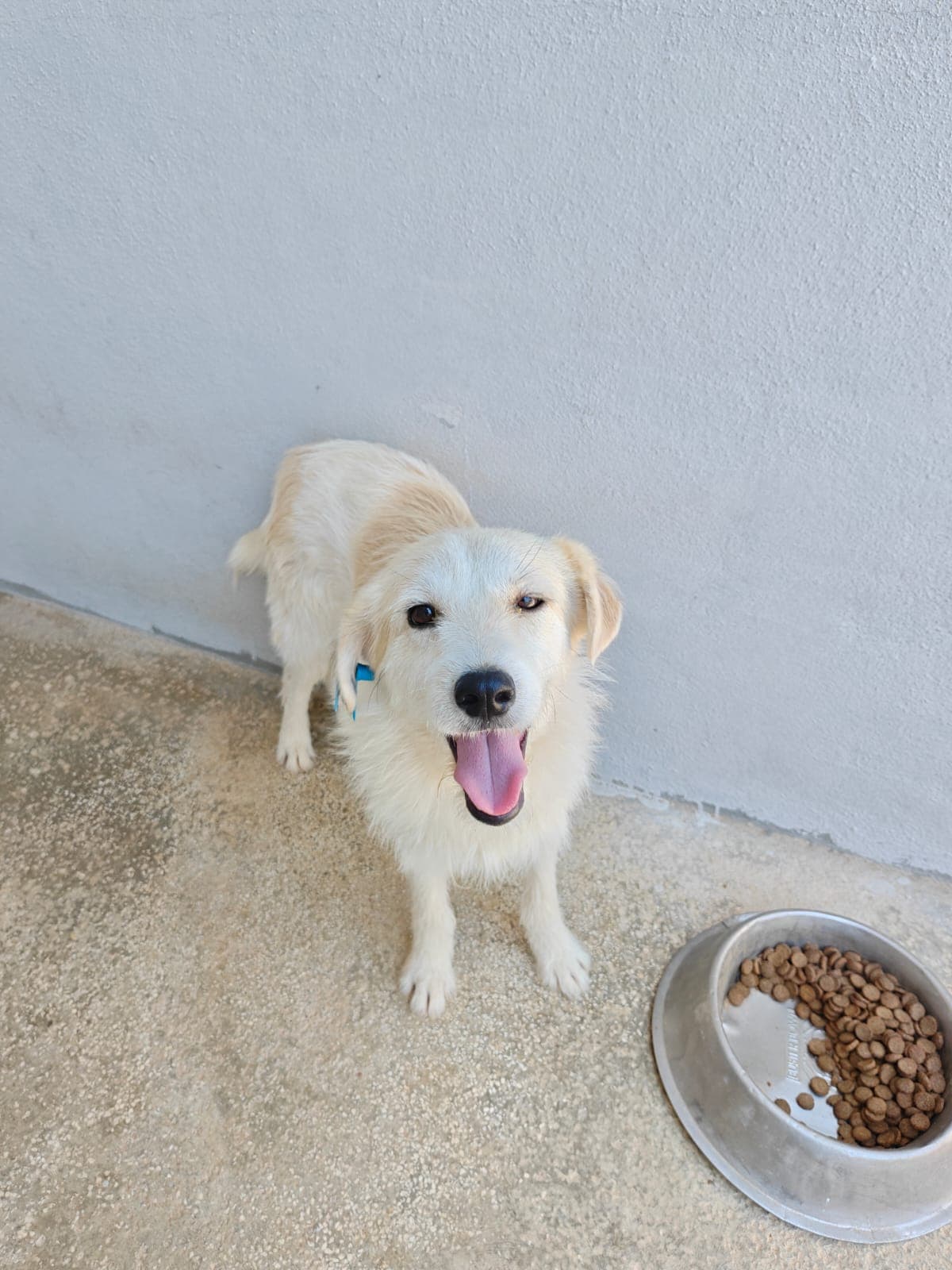 Antalya Melez Köpek Melez Köpek, Antalya