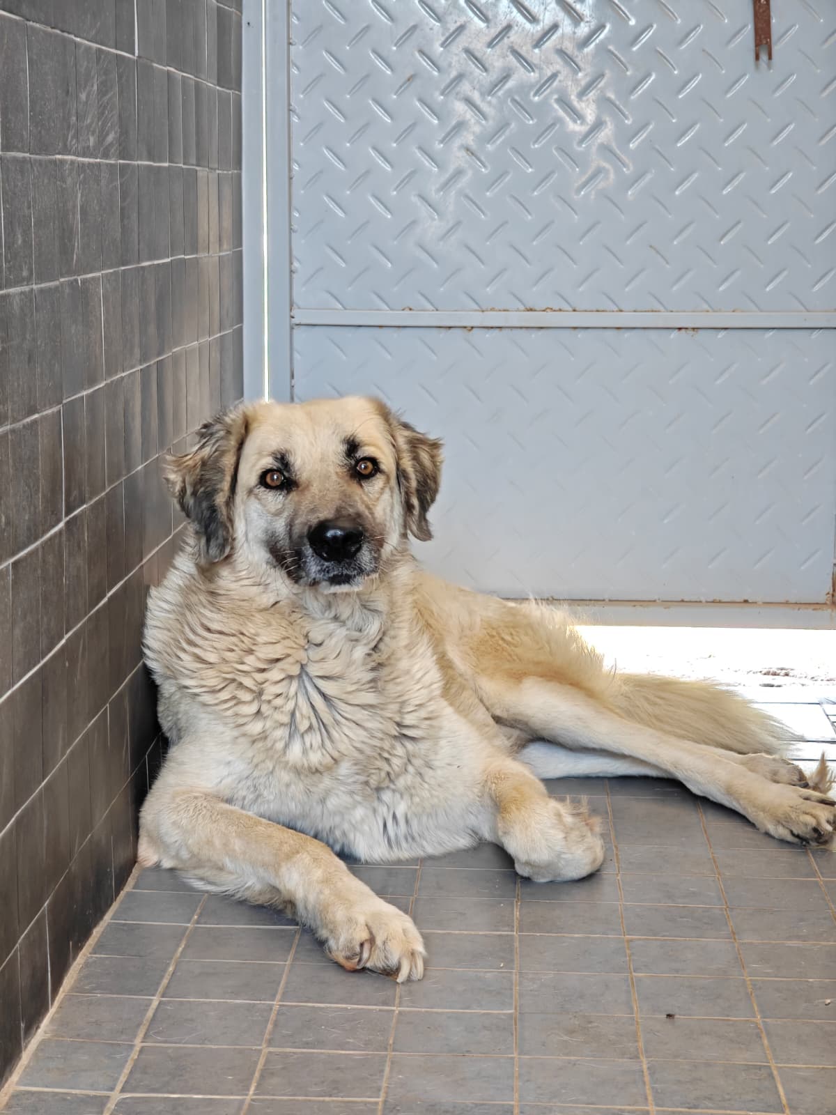 Antalya Melez Köpek Melez Köpek, Antalya