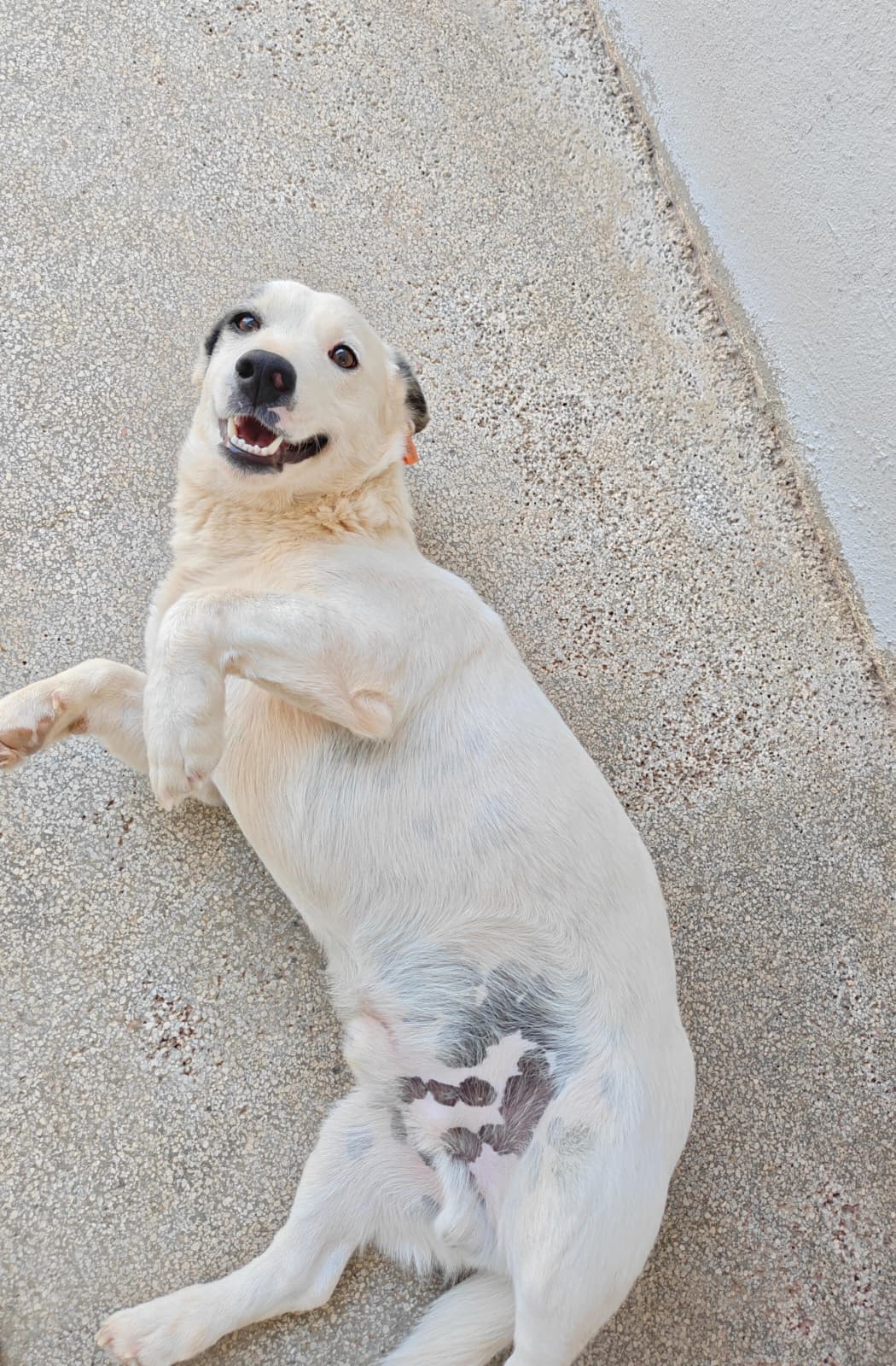 Antalya Melez Köpek Melez Köpek, Antalya