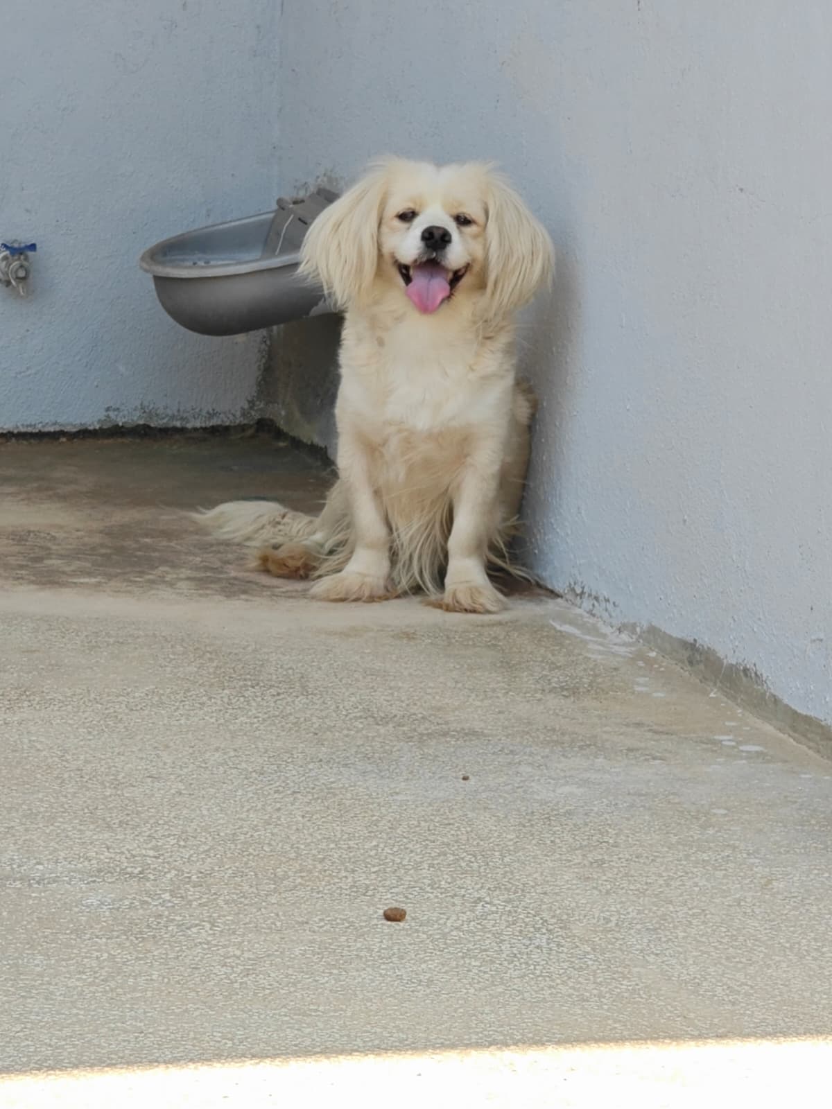 Antalya Melez Köpek Melez Köpek, Antalya