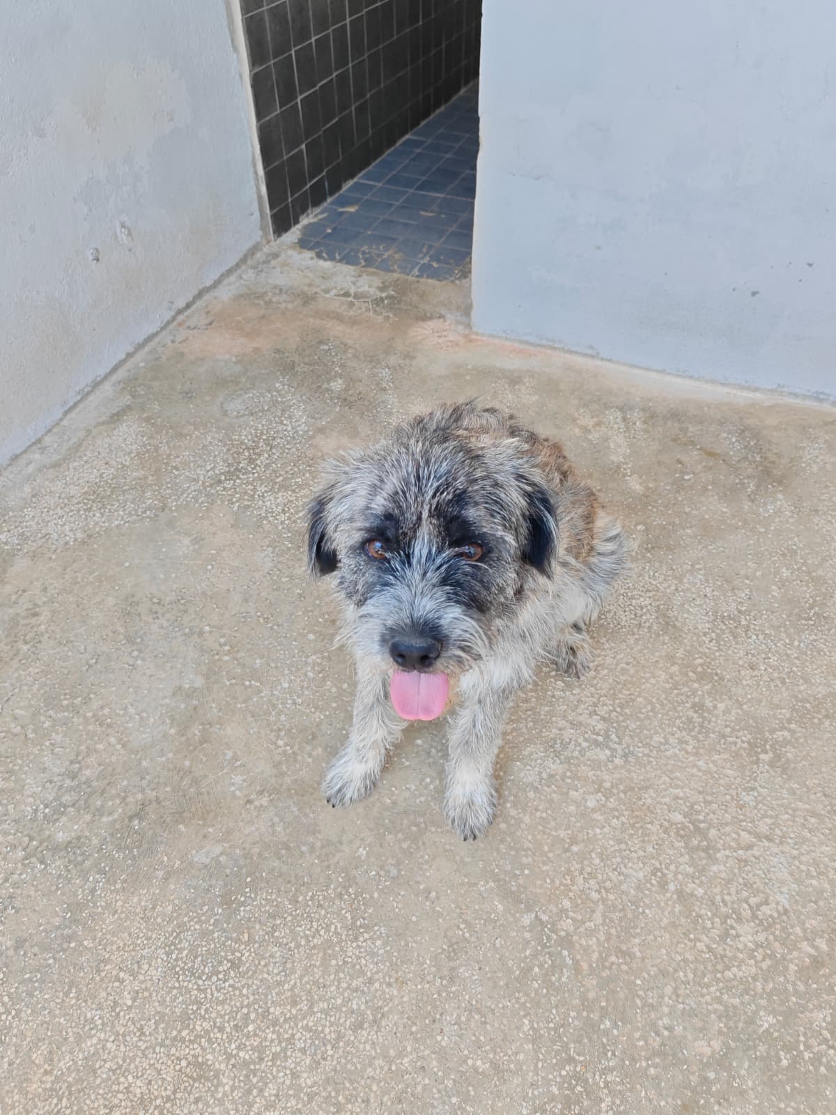 Antalya Melez Köpek Melez Köpek, Antalya