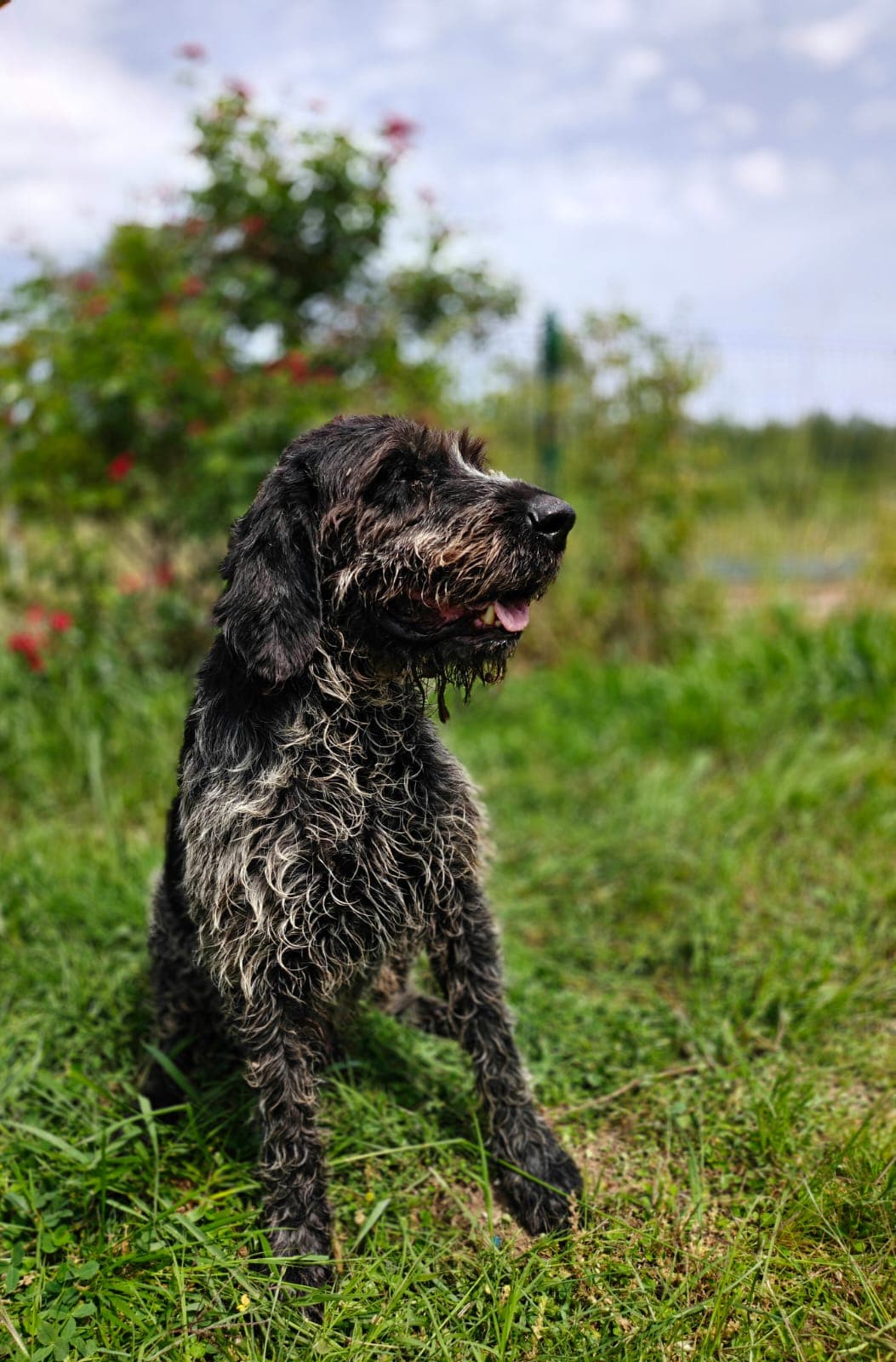 Antalya Crosbred Köpek Crosbred Köpek, Antalya
