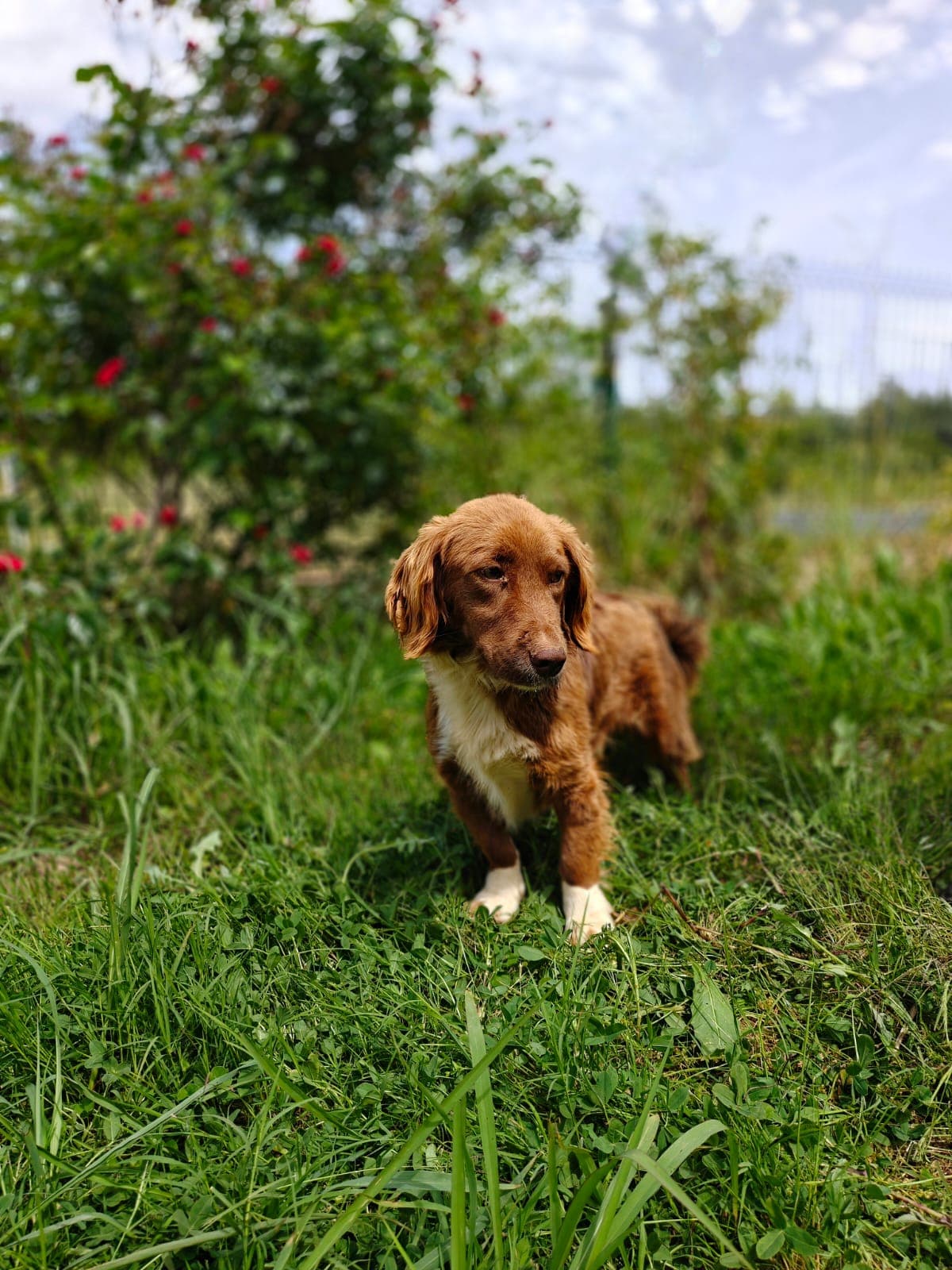 Antalya Melez Köpek Melez Köpek, Antalya