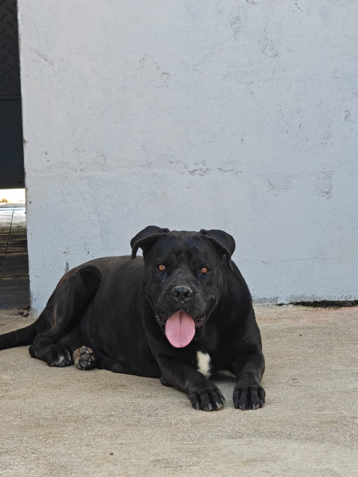 Antalya Cane Corsa Köpek Cane Corsa Köpek, Antalya