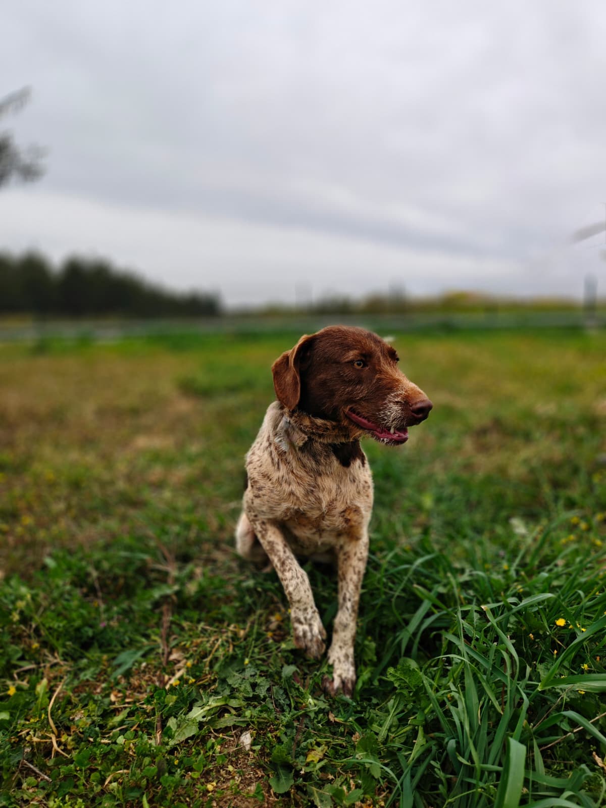 Antalya Melez Köpek Melez Köpek, Antalya