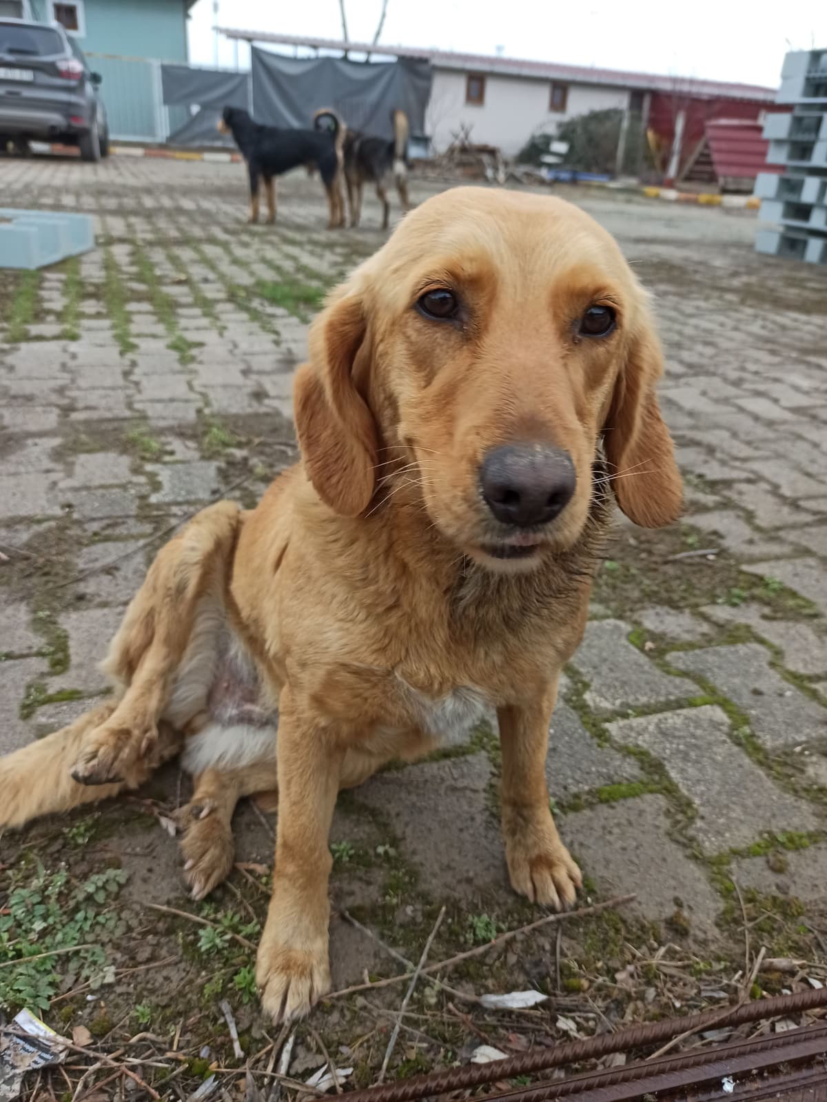 Karamel Melez Köpek, Samsun