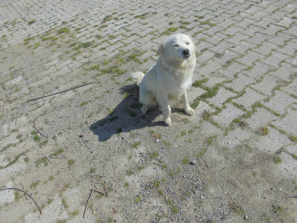 Şeker Melez Köpek, Samsun