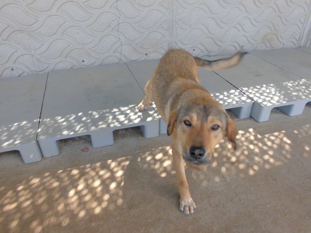 Thor Melez Köpek, Samsun